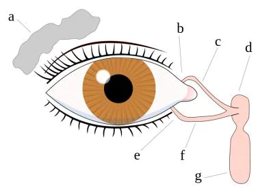 Eye Disease